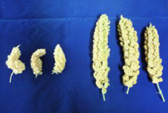 조 줄무늬잎마름병 기형 이삭 2