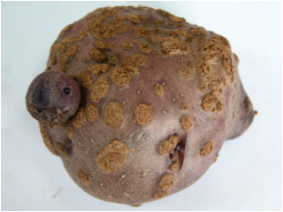 감자 더뎅이병 융기형 증상