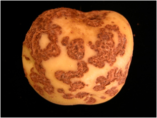 감자 더뎅이병 평상형 증상