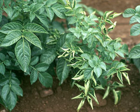 감자 잎말림병 증상