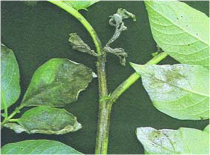 감자 역병 줄기 증상