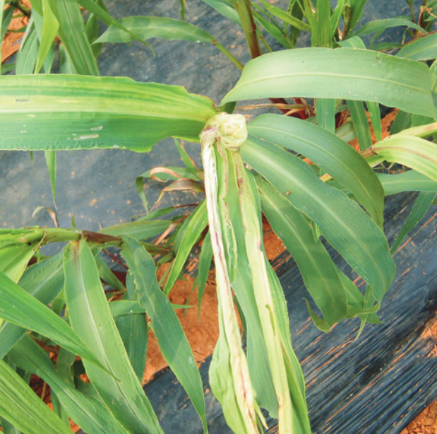 조 줄무늬잎마름병 잎 병징 4