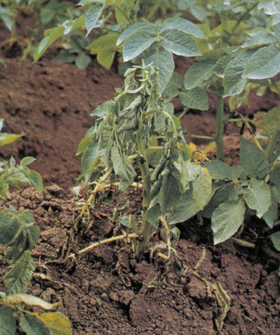 감자 풋마름병 지상부 병징