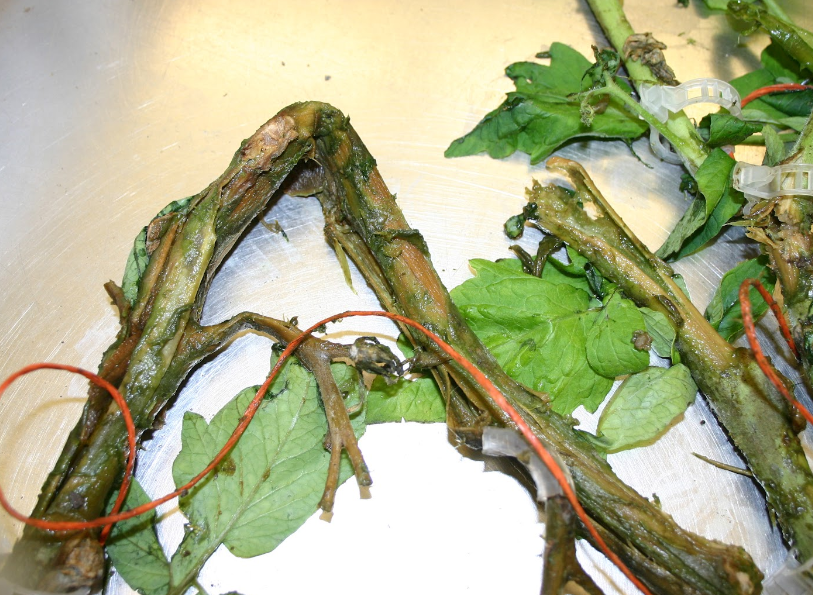 감자 무름병 줄기 증상