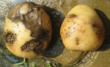 감자 무름병 괴경 증상