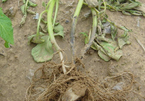 감자 줄기검은병 줄기 증상 2