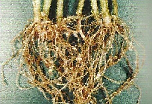 감자 가루더뎅이병 뿌리 증상 2