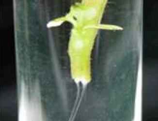 감자 풋마름병 세균 점액 유출