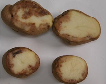 감자 역병 괴경 내부 변색