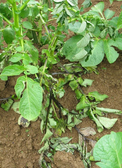 감자 줄기검은병 줄기 증상