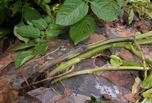 감자 무름병 줄기 증상 2