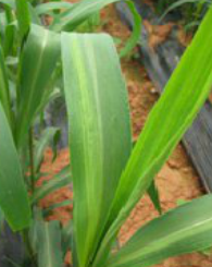 조 줄무늬잎마름병 잎 병징 2