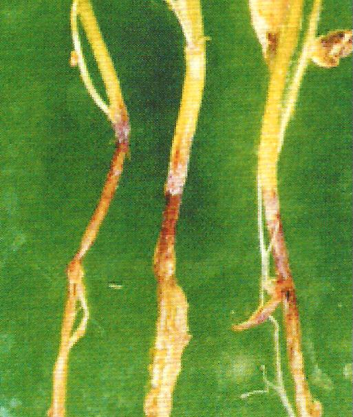 감자 줄기기부썩음병 줄기 증상