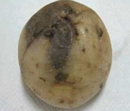 감자 풋마름병 괴경 외부 증상