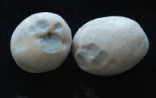 감자 탄저병 괴경 증상