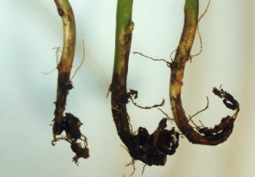 감자 시들음병 지하부 증상 2