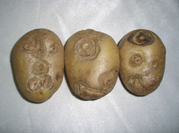 PVY에 의한 저장 중 괴저 증상