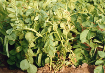 감자 흑지병 지상부 증상