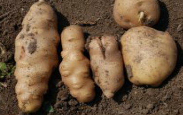 감자 걀쭉병 괴경 증상 2