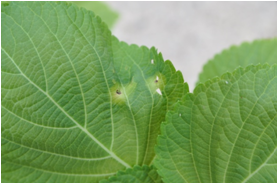 초기(반점, 달무리)