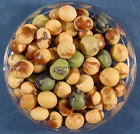 바이러스 이병립