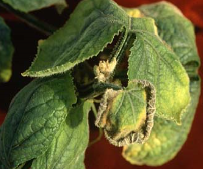 잎 가장자리 갈변(1)