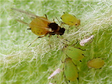  유시충과 무시충