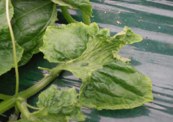 잎의 피해 증상(2)