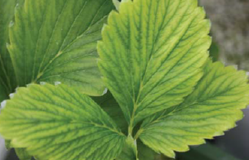 2~3번째 신생엽 엽맥간 황화현상