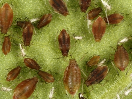 무시성충(담홍색형)