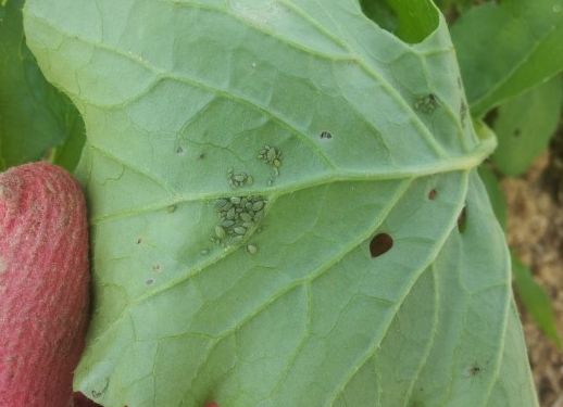 잎의 피해 증상