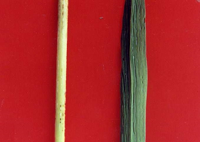 바이러스 돌기증상