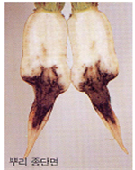 뿌리의 병징(뿌리 종단면)