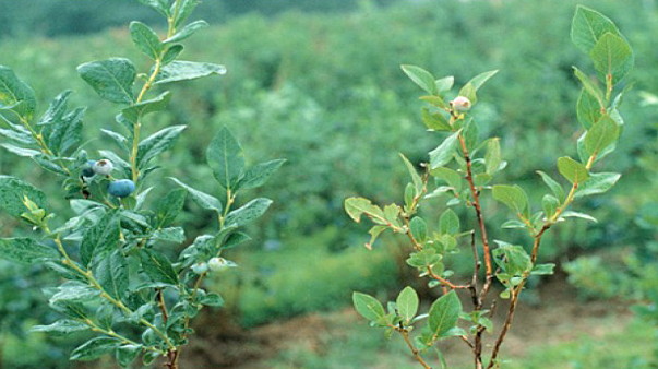 황화 및 생육부진(좌 : 정상, 우 : 결핍)