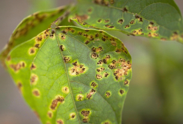 잎에 형성된 동포자