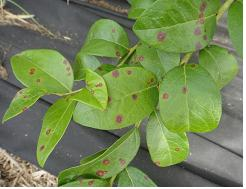 잎의 초기 병징