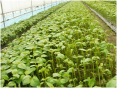 채엽 방향으로 증상 확산 