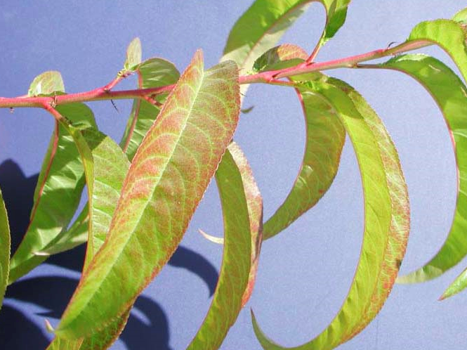 잎과 가지 붉게 착색