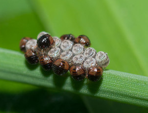 알과 부화 약충 