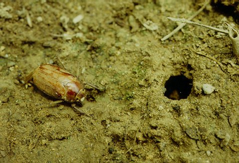 성충 우화 구멍