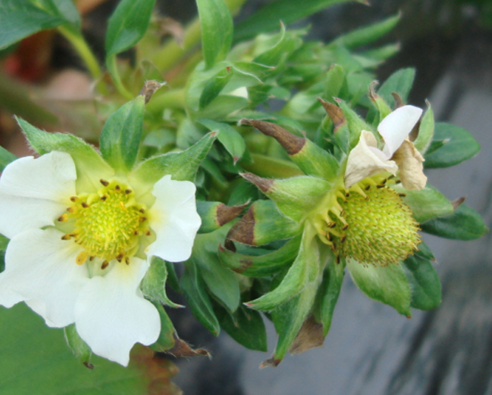 꽃대 및 꽃받침에 발생된 팁번 현상