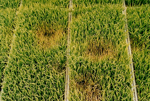 Pythium에 의한 모마름병