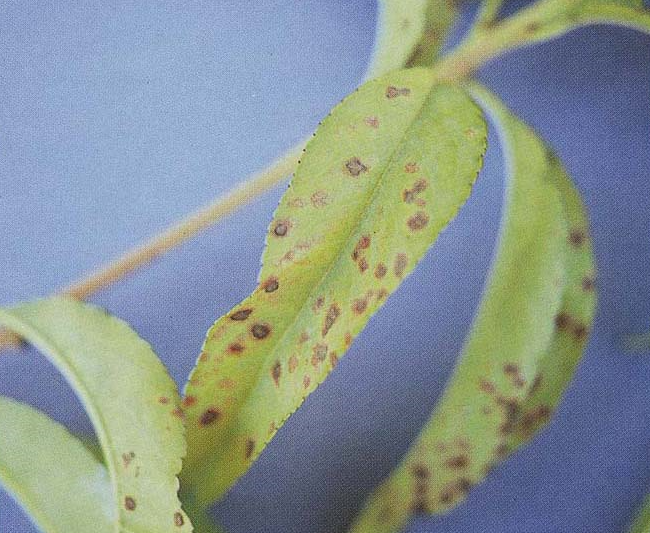 잎의 황백화 및 갈색반점