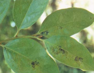 봄철 발병 증상