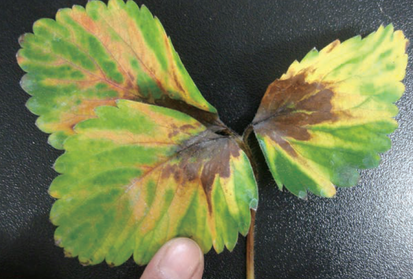 잎 전체가 붉게 변하거나 노랗게 탈색됨