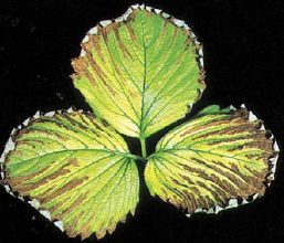 가장자리 괴사현상