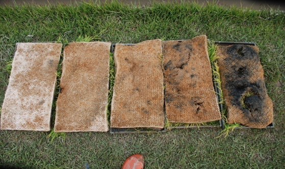 종자 감염비율에 따른 파종 28일 후 모습(주남벼)