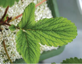 2~3번째 신생엽 엽맥간 황화현상