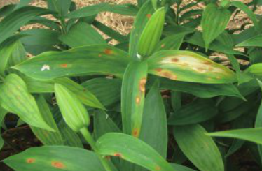 잎의 피해 증상(1)