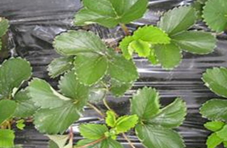   신엽 황변 및 짝잎 증상 